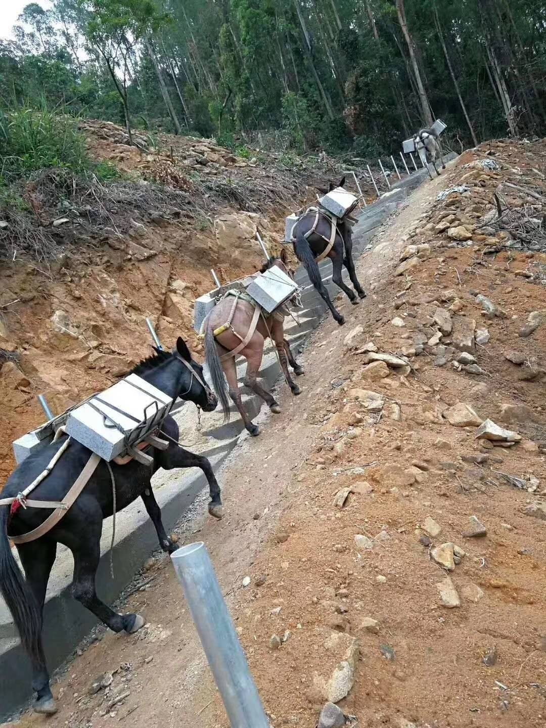 马帮运输公司(个体经营) 产品展厅 >广西马队运输队电话