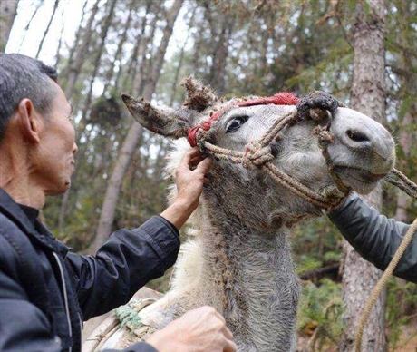 河南马队运输服务