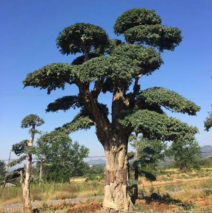 湖北对接白腊树