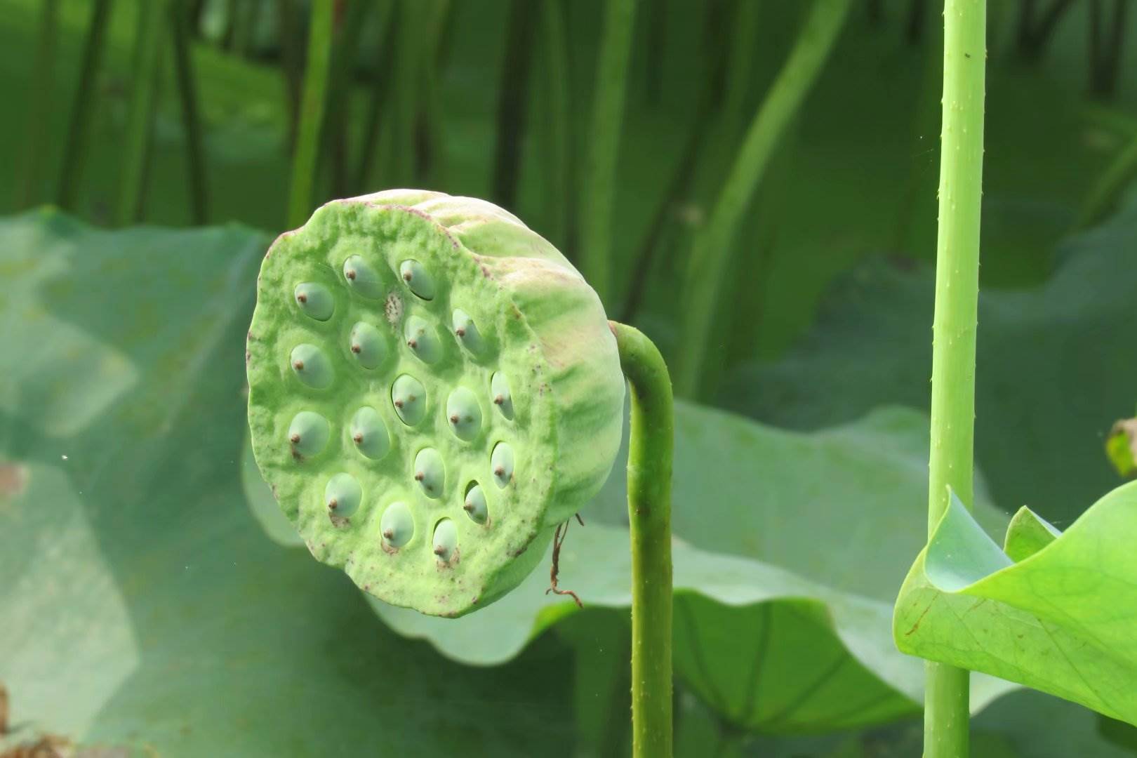 荷花新品种是怎样得来的供太空莲苗图片_高清图-广昌县青莲蓬白莲种植