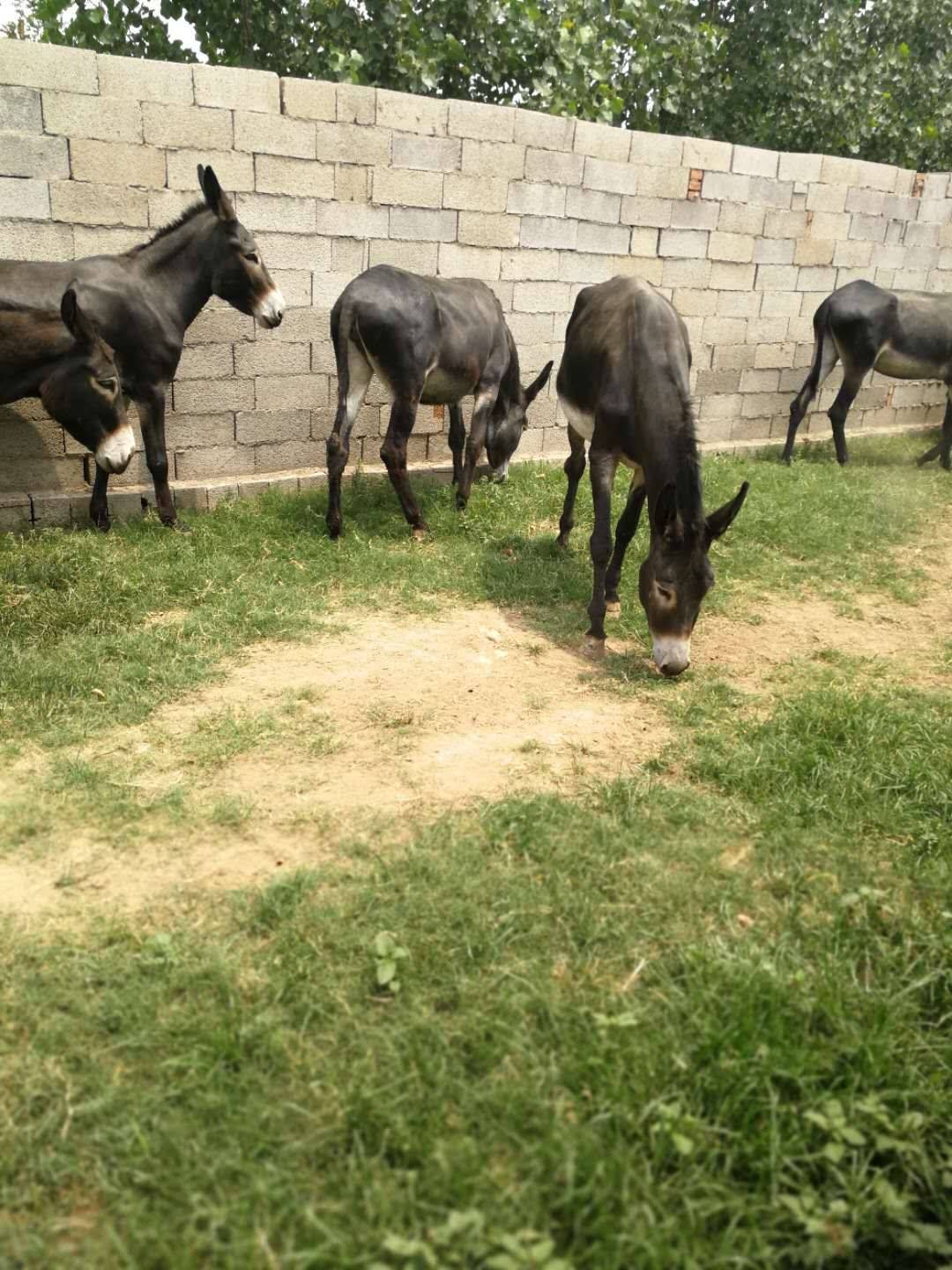 山西小驴苗多少钱一头