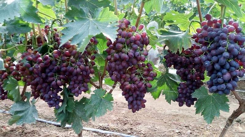 巨宝特早葡萄苗基地