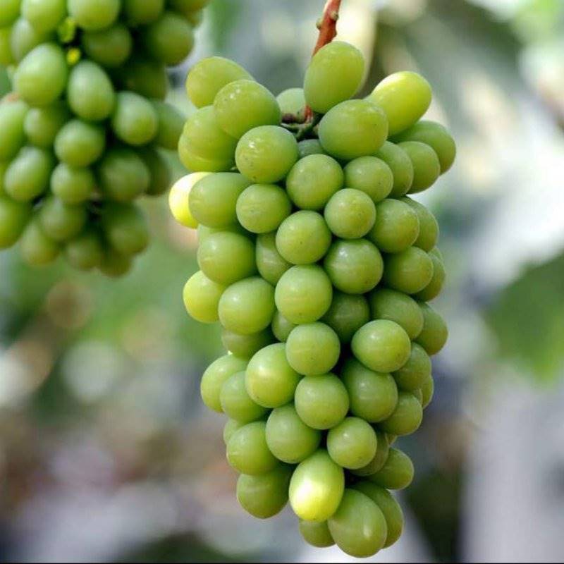 巨宝特早葡萄苗基地