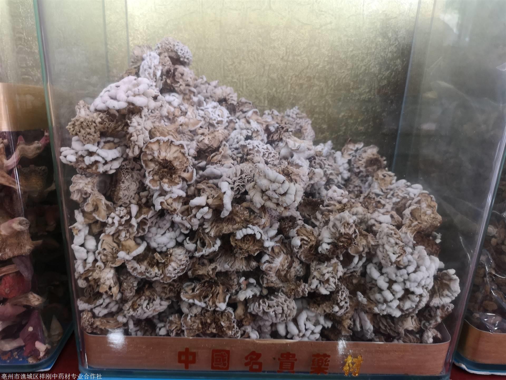 雪莲菌的功效与作用藏灵菇市场价格多少钱一公斤