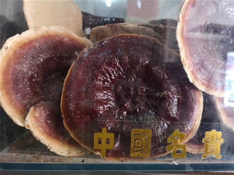 须元芝中药别名是什么,须元芝哪