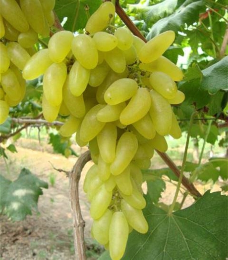 价格美丽的醉金香葡萄树小苗