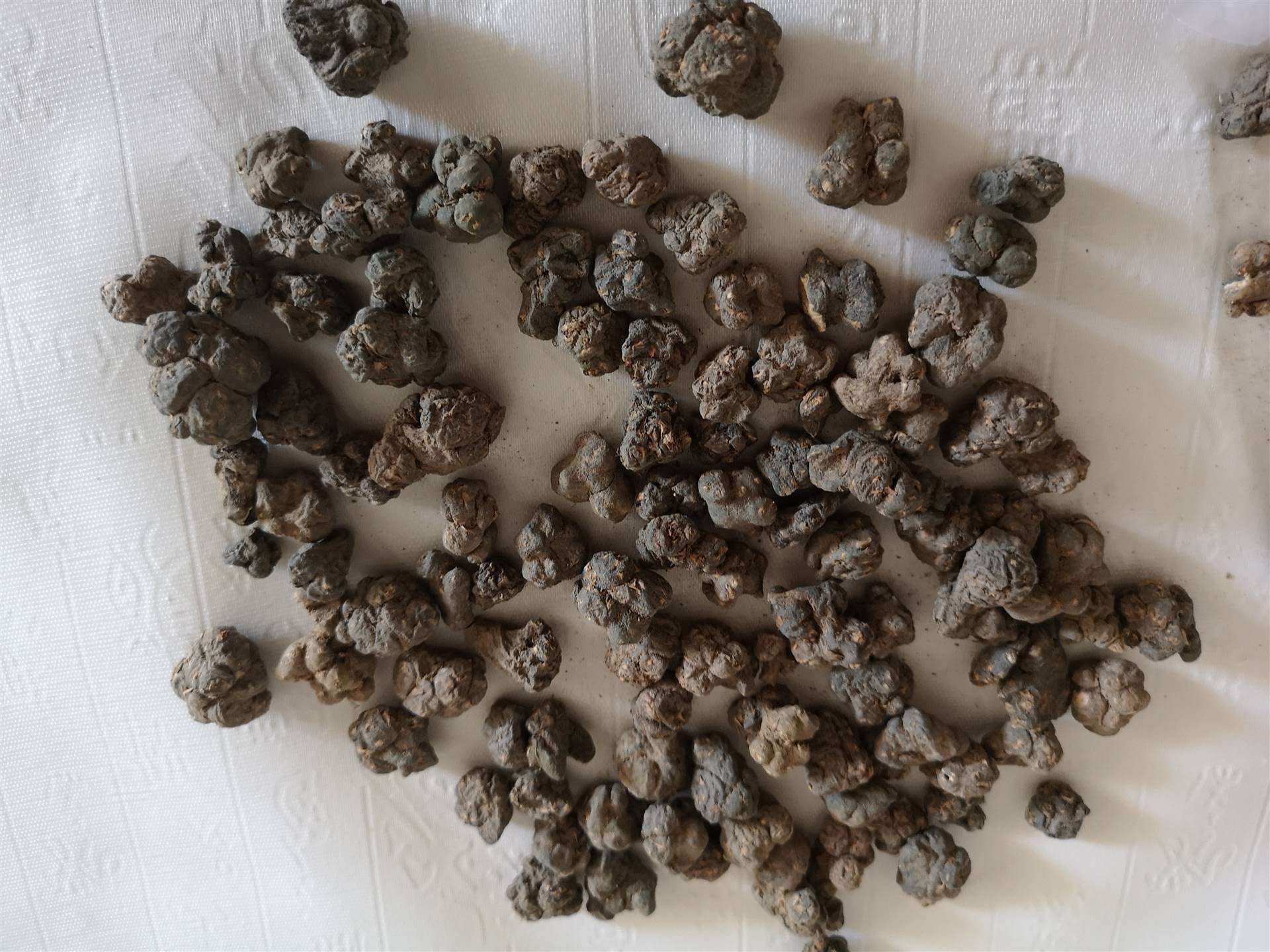 夏天无的功效与作用一粒金丹批发价多少钱一公斤