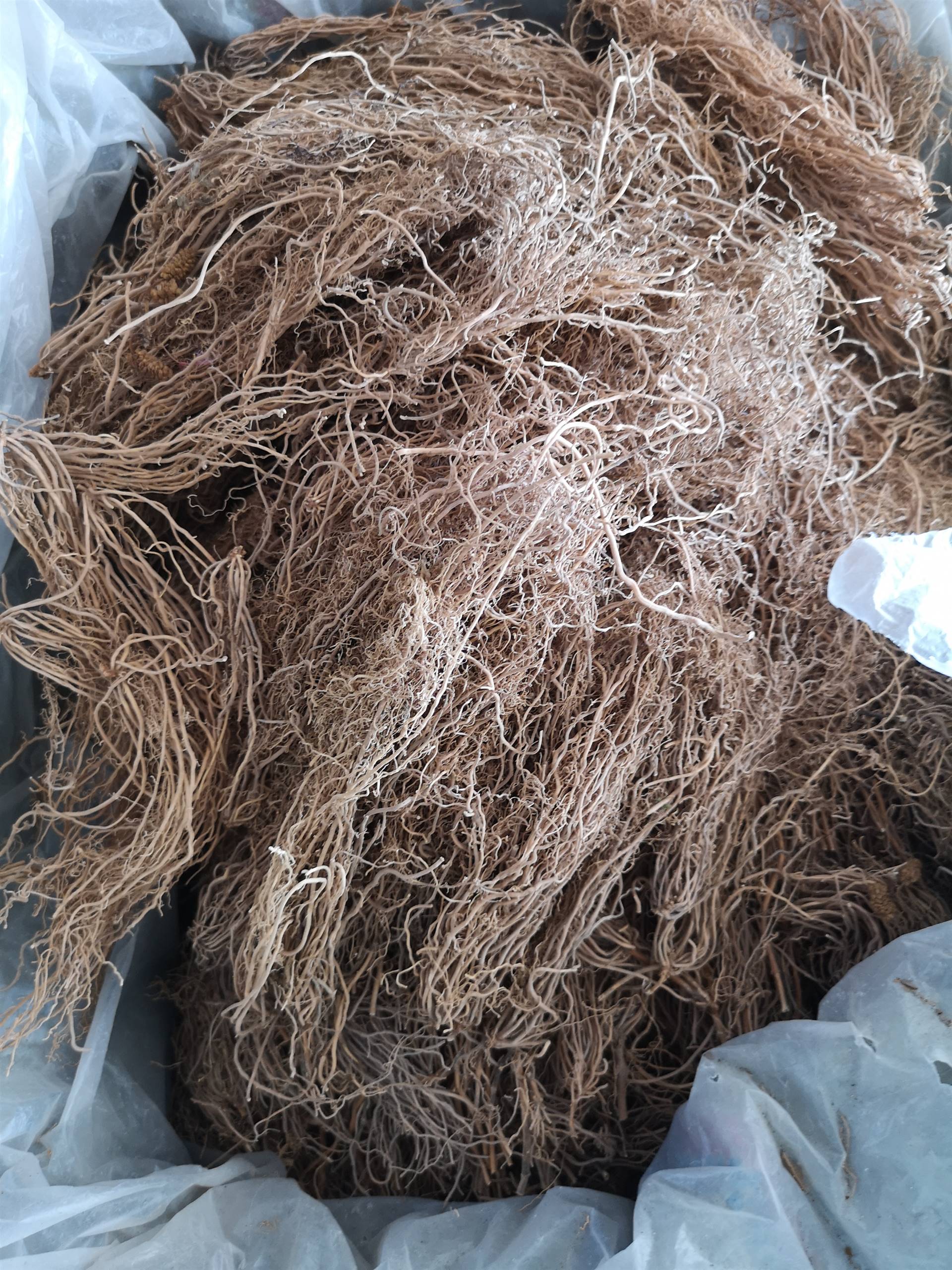 细辛哪里购买便宜,细辛市场批发价格多少钱