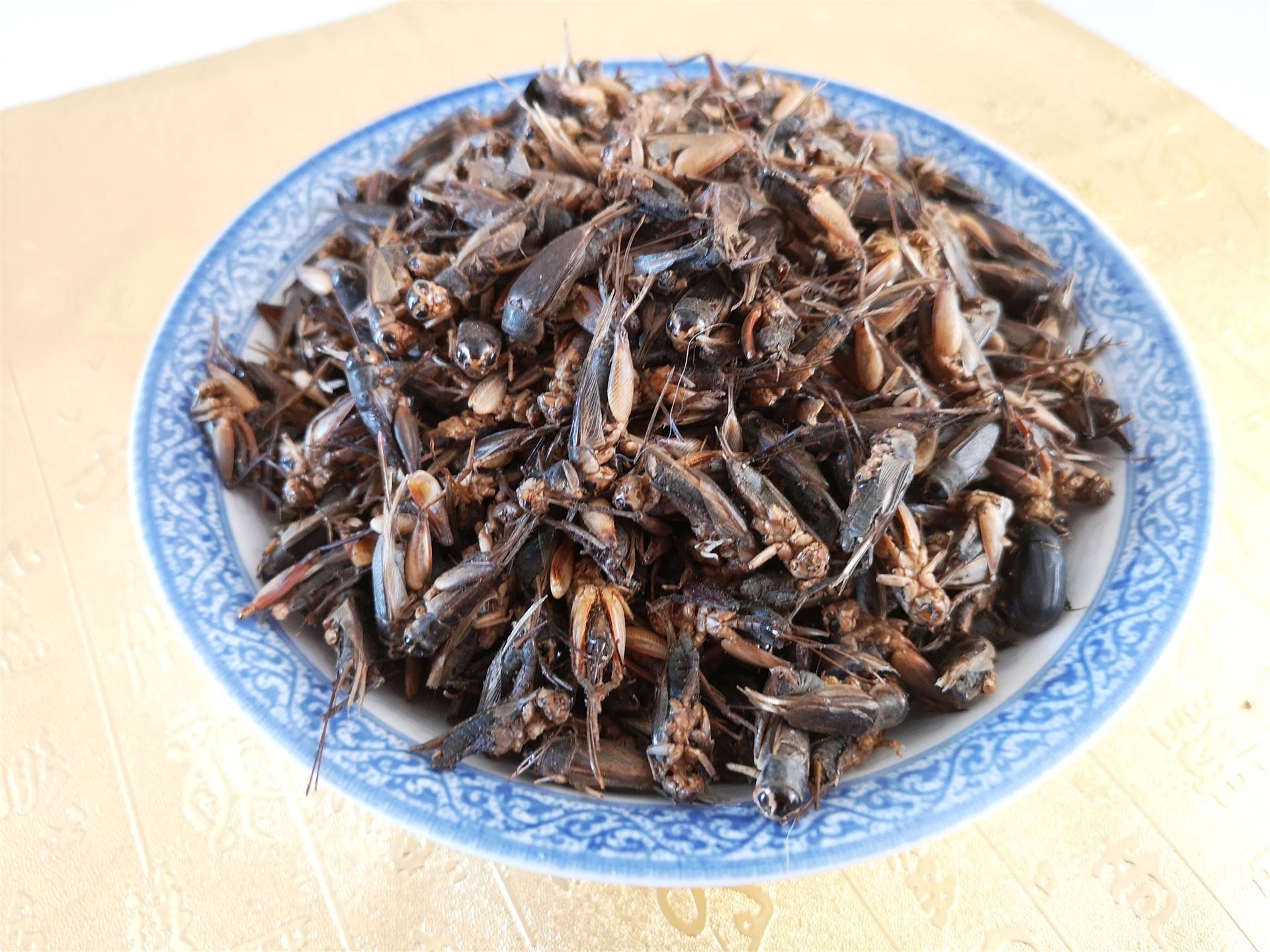 蟋蟀与作用蛐蛐批发价格多少钱一公斤