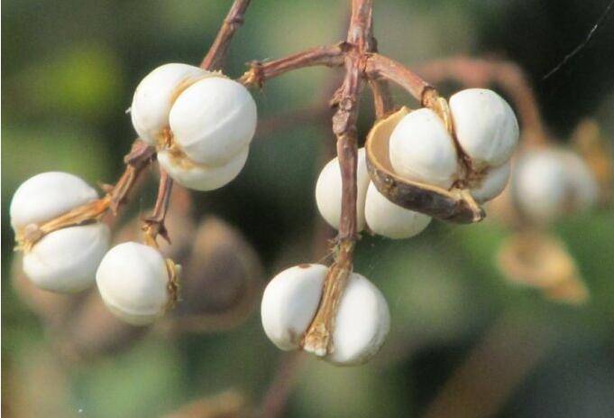 今年新采乌桕籽 品质好 数量大 乌桕种子发芽率高