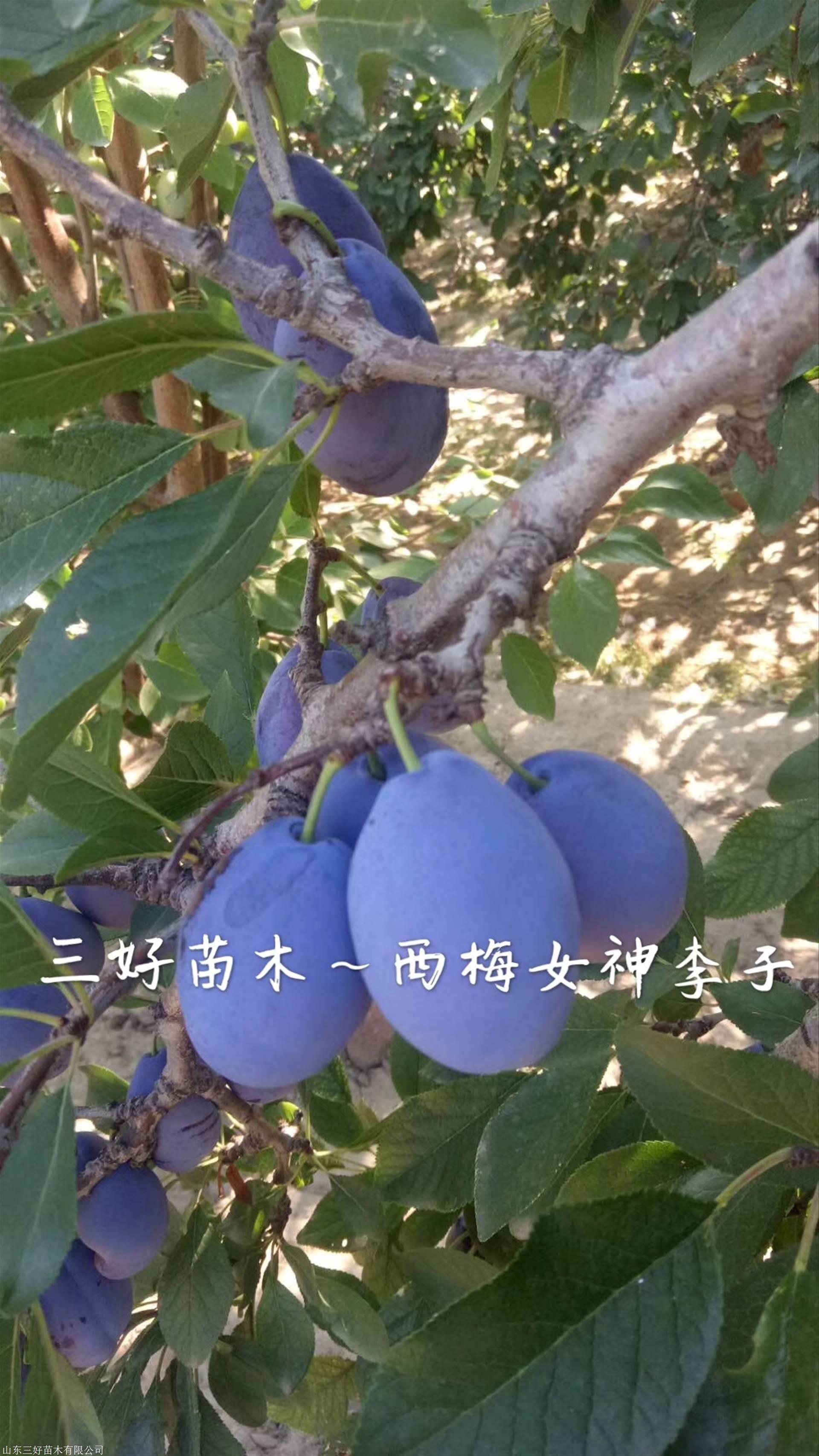 西梅女神李子苗产地价格