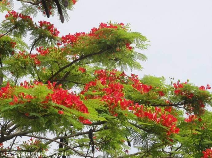 江苏宿迁大量红花楹树种子凤凰树火树种子红花楹影树金凤凰种子凤凰木