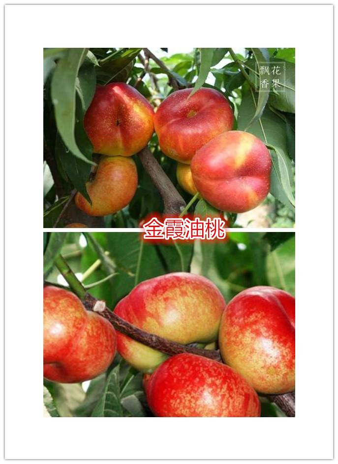 金霞油蟠桃树苗技术支持