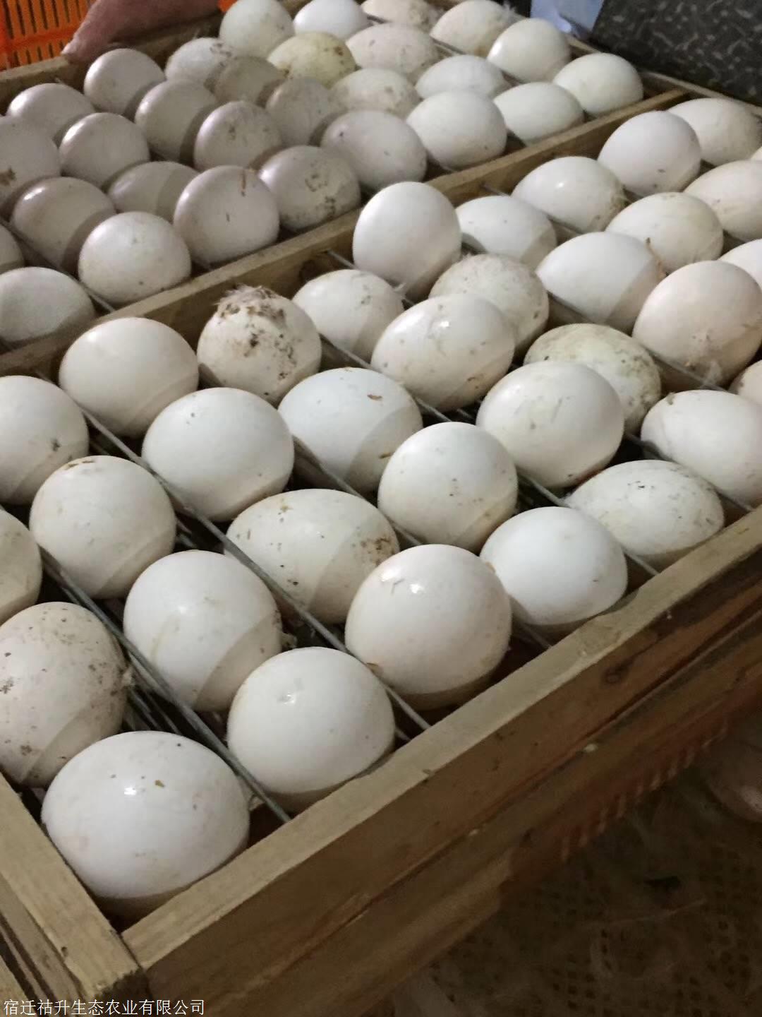 鹅散黄蛋 鹅照蛋批发 鹅蛋