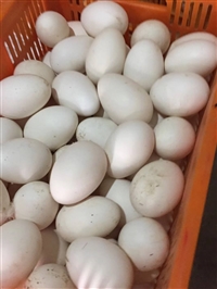 鹅散黄蛋 鹅照蛋批发 鹅蛋