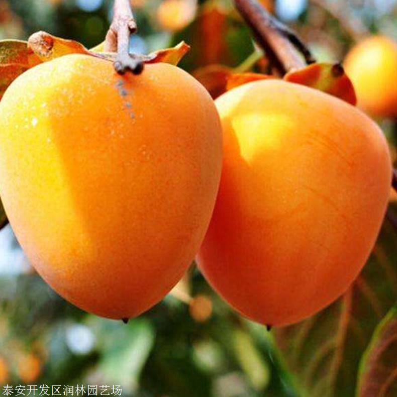 八月红柿子苗哪里有