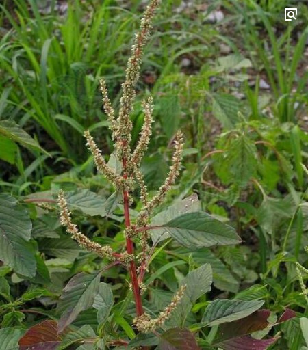 簕苋菜提取物速溶粉浸膏粉作用价格