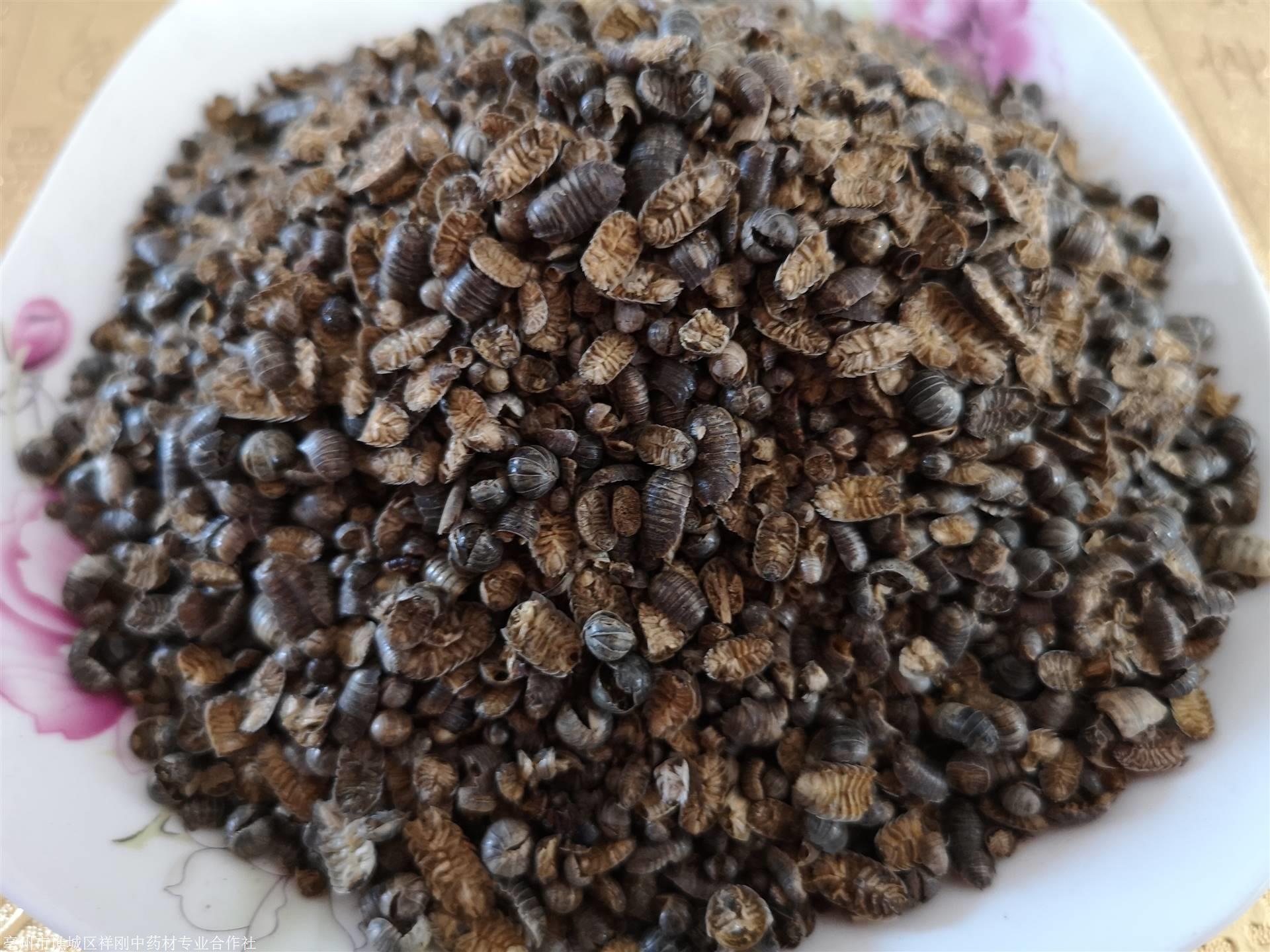 鼠妇虫功效与作用西瓜虫产地批发价格多少钱一公斤