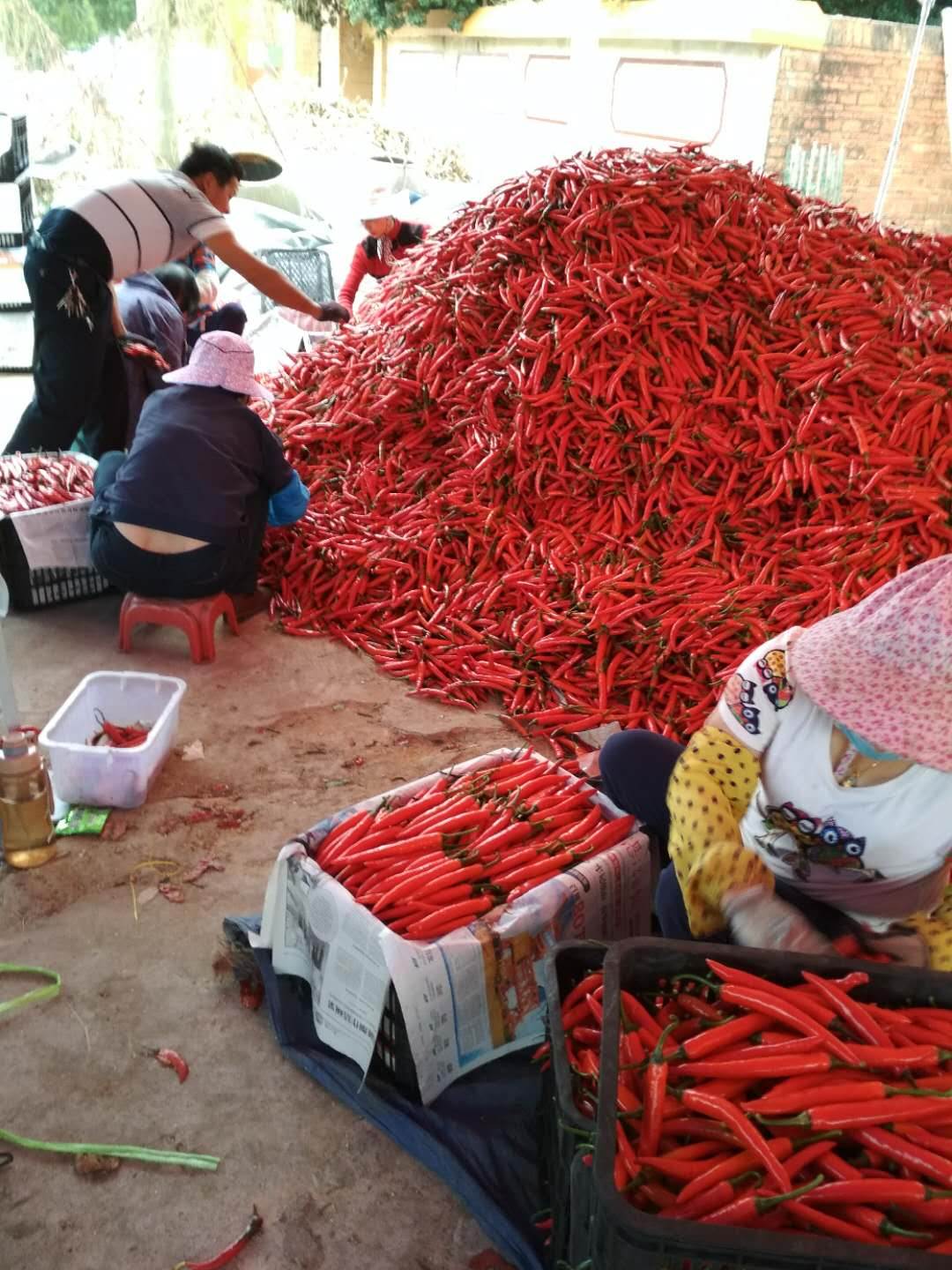 辣椒产地直销海花红辣椒