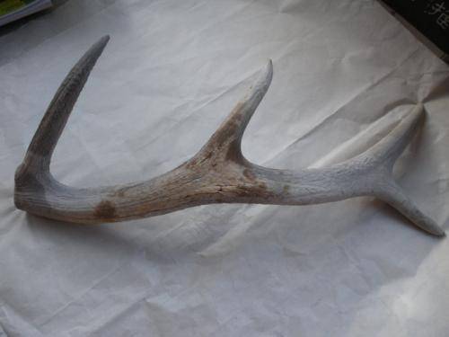 今年鹿角化石的价格走势