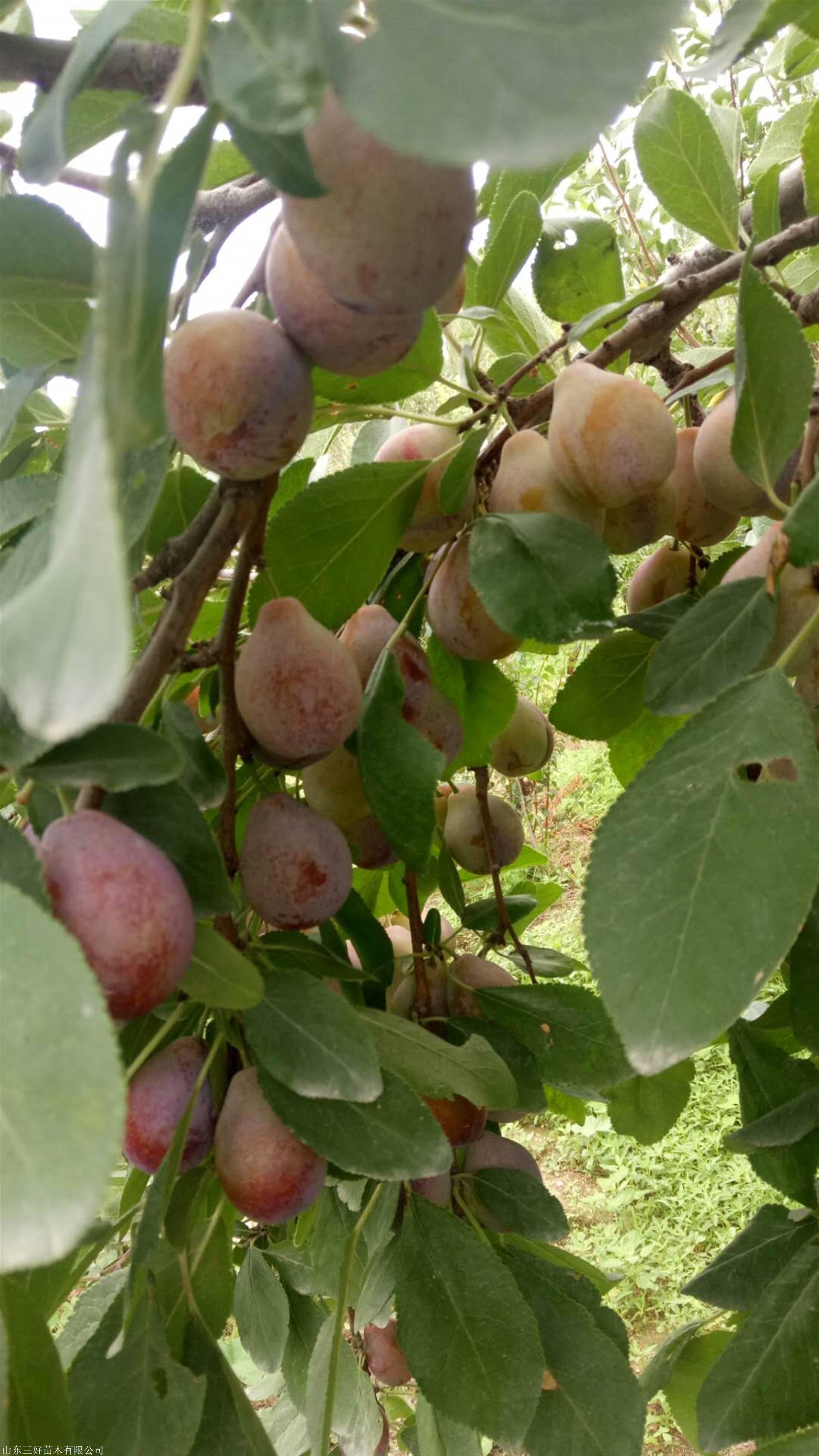 法兰西李子苗公分价格