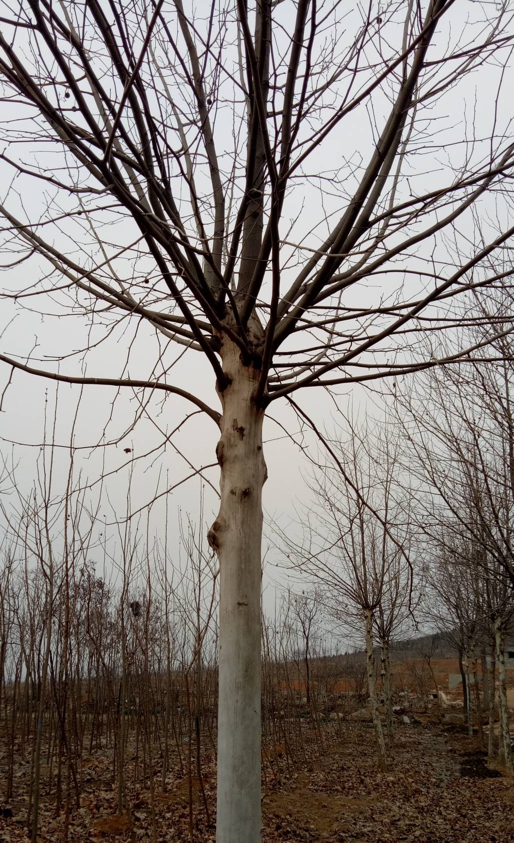 首页 绿锦天下苗木基地 最新供应 20公分法桐树价格