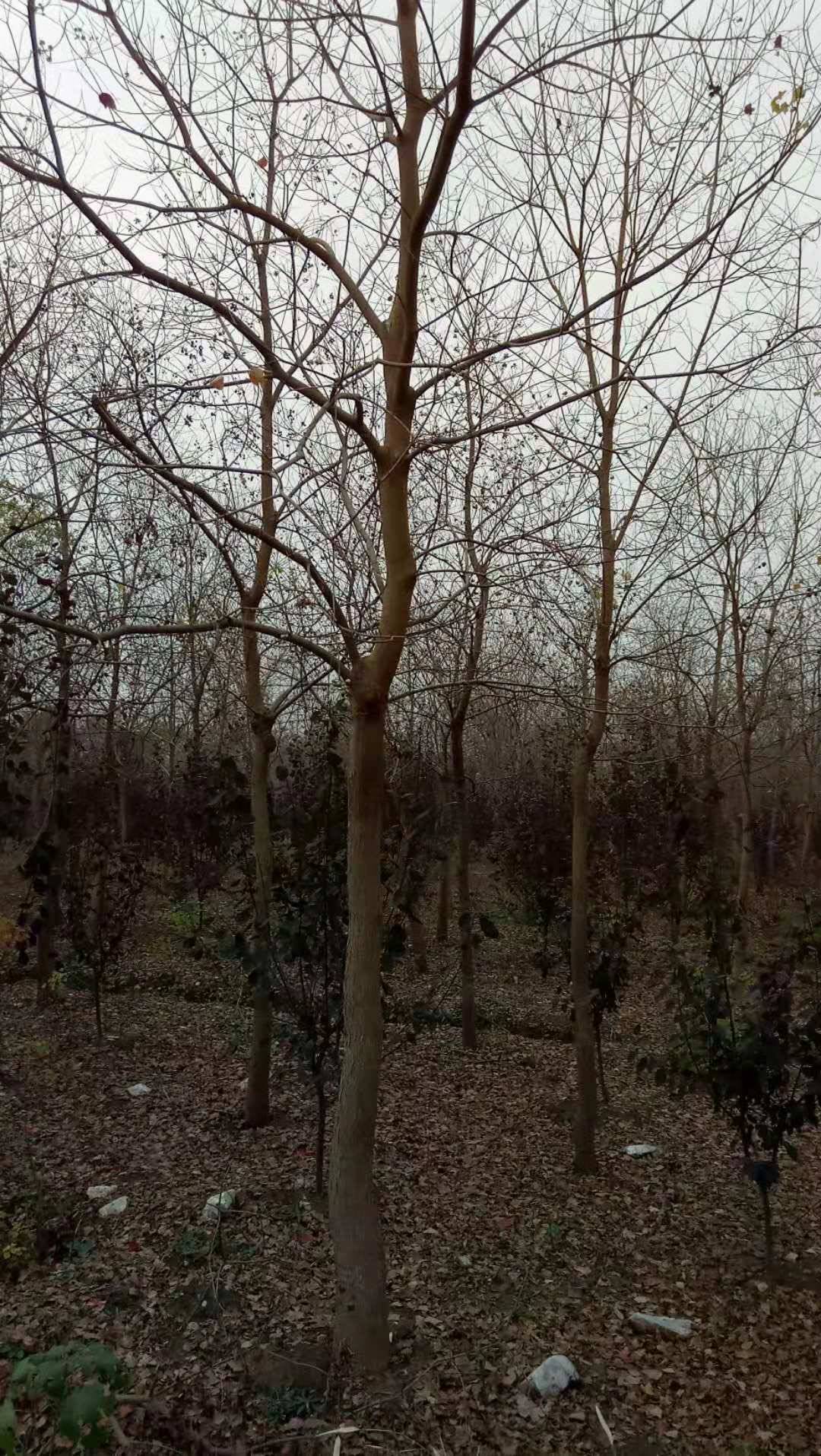 苗圃大量精品12公分乌桕