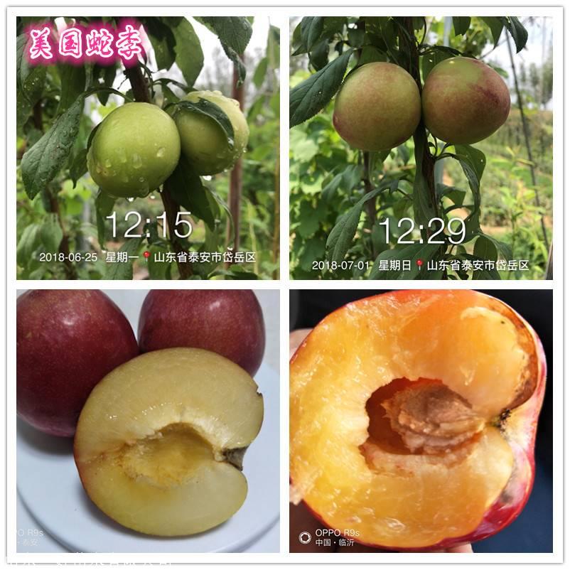 美国蛇李李子苗种植基地出售