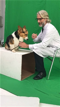 阳江市会展模特价格