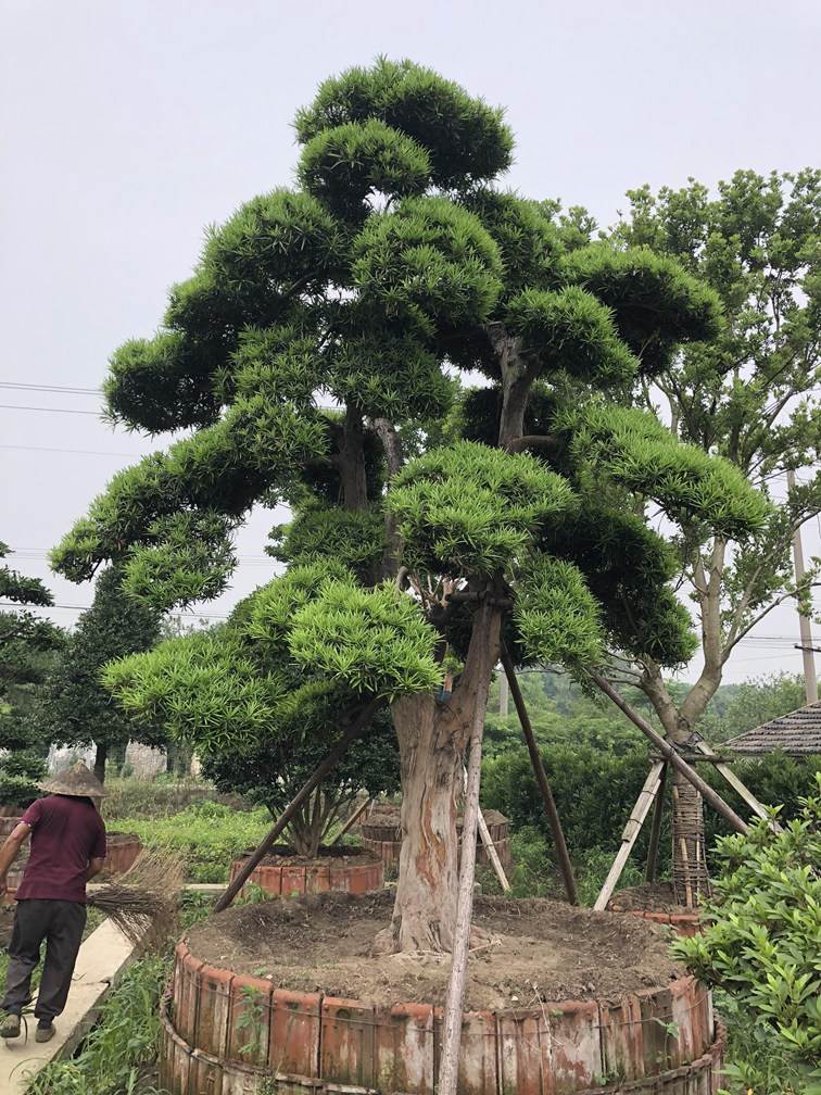 罗汉松多少钱(三米高的罗汉松多少钱)