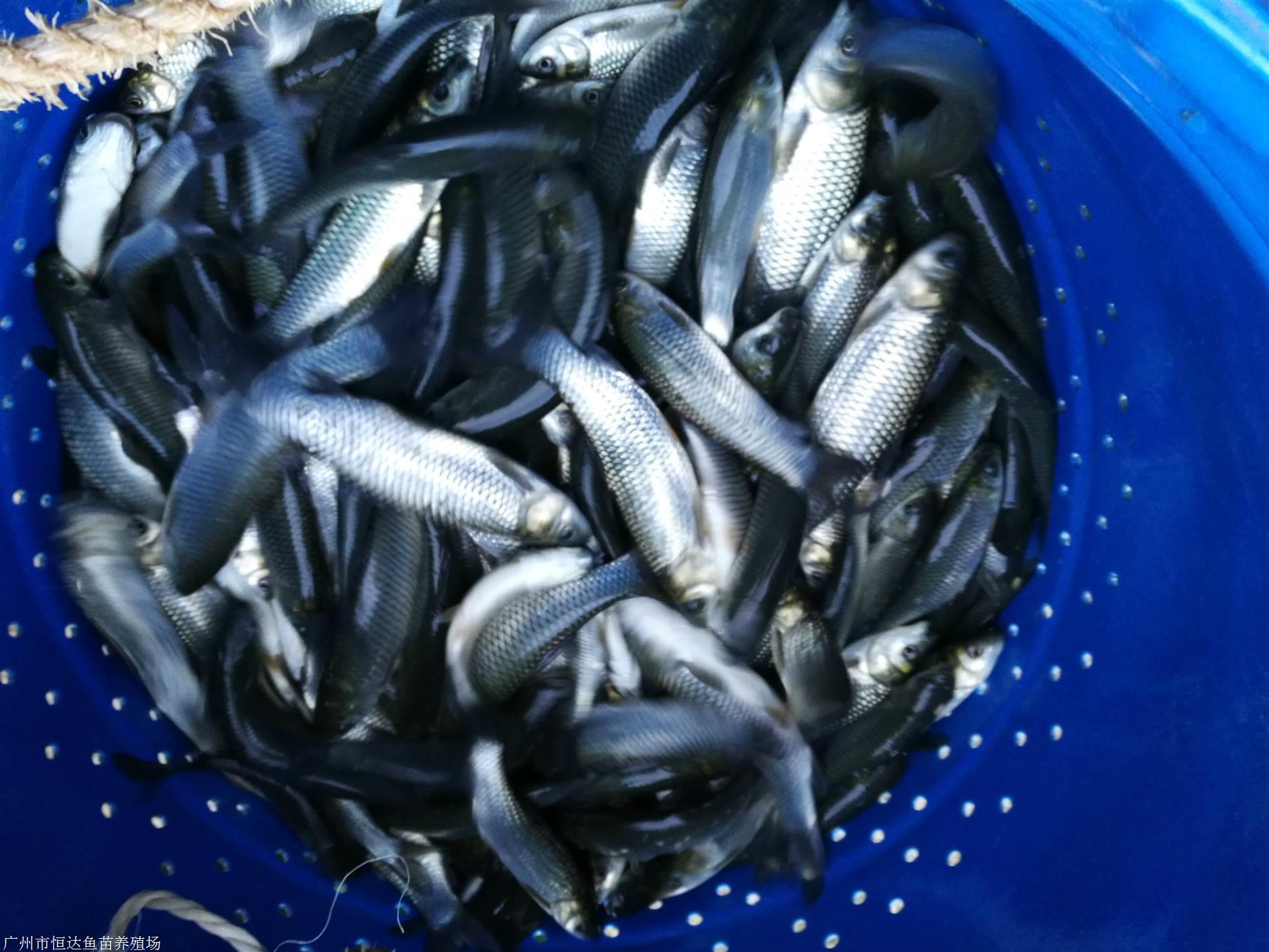 菌)繁殖,鱼体自身草鱼苗肝脏病是今年生鱼养殖过程中普遍出现的病症