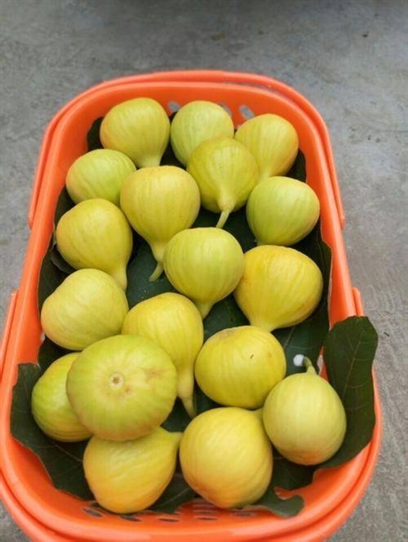 砂糖蜜无花果优质无花果无花果新品种无花果树苗