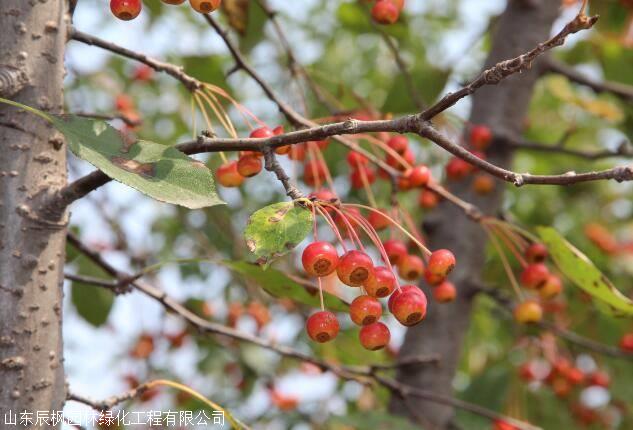 山东临沂正宗平邑甜茶种子蒙山甜茶包纯度包发芽率