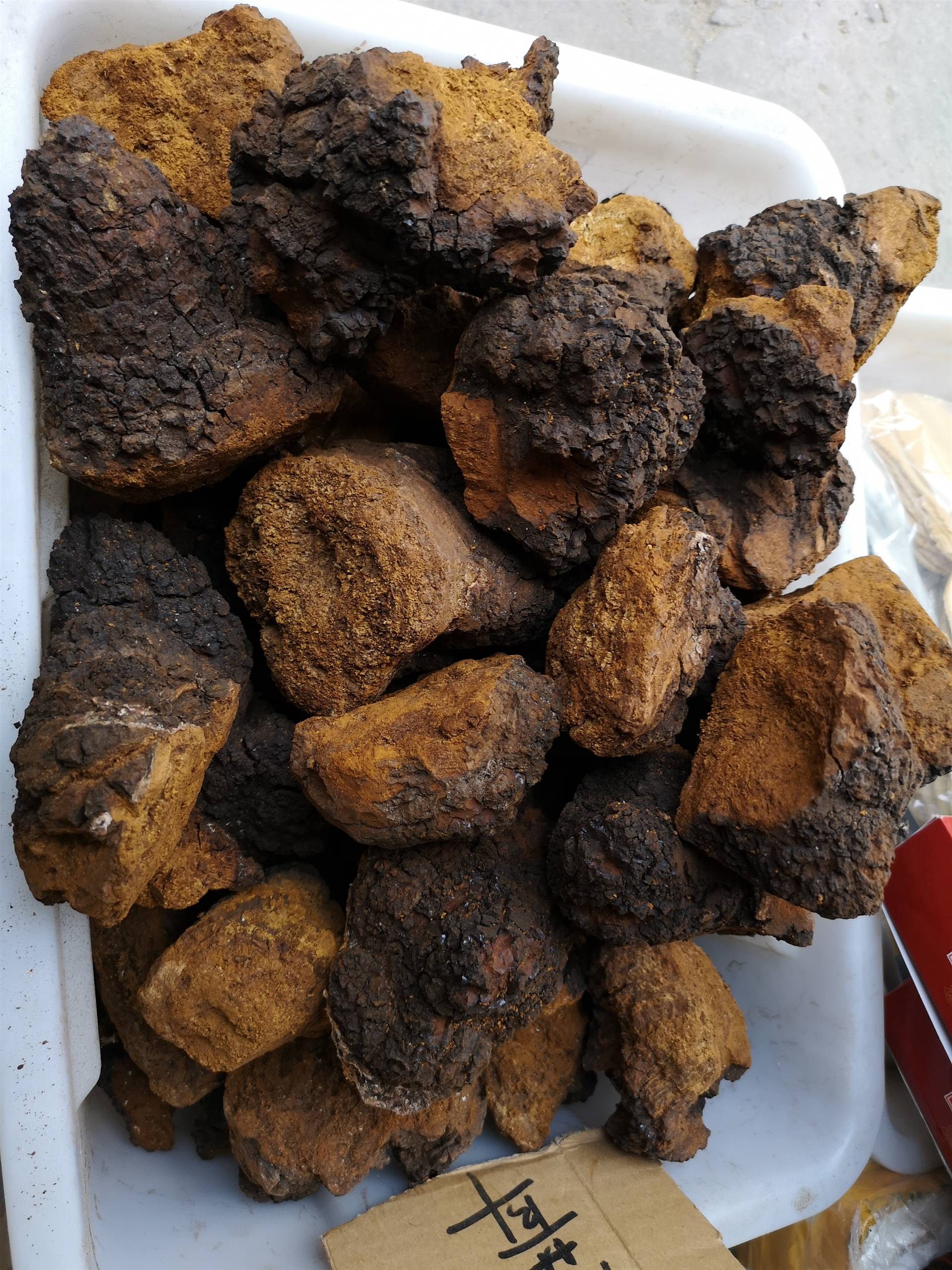 进口白桦茸功效与作用桦褐孔菌产地批发价格多少钱一公斤