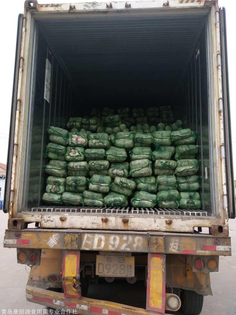 山东青岛出口香菇菌棒,平菇菌棒,国外技术支持