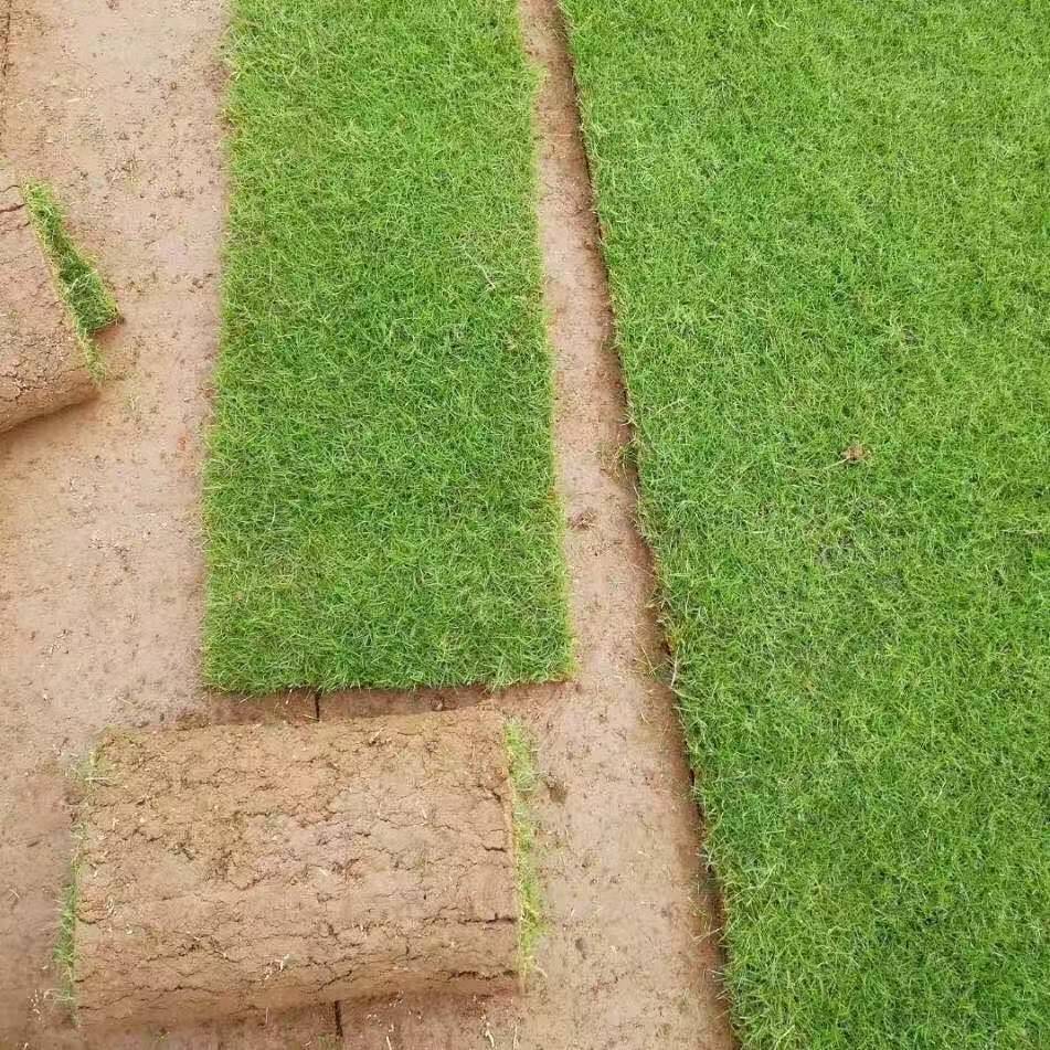 馬尼拉草坪種植與養護方法(馬尼拉草坪種植與養護方法視頻)