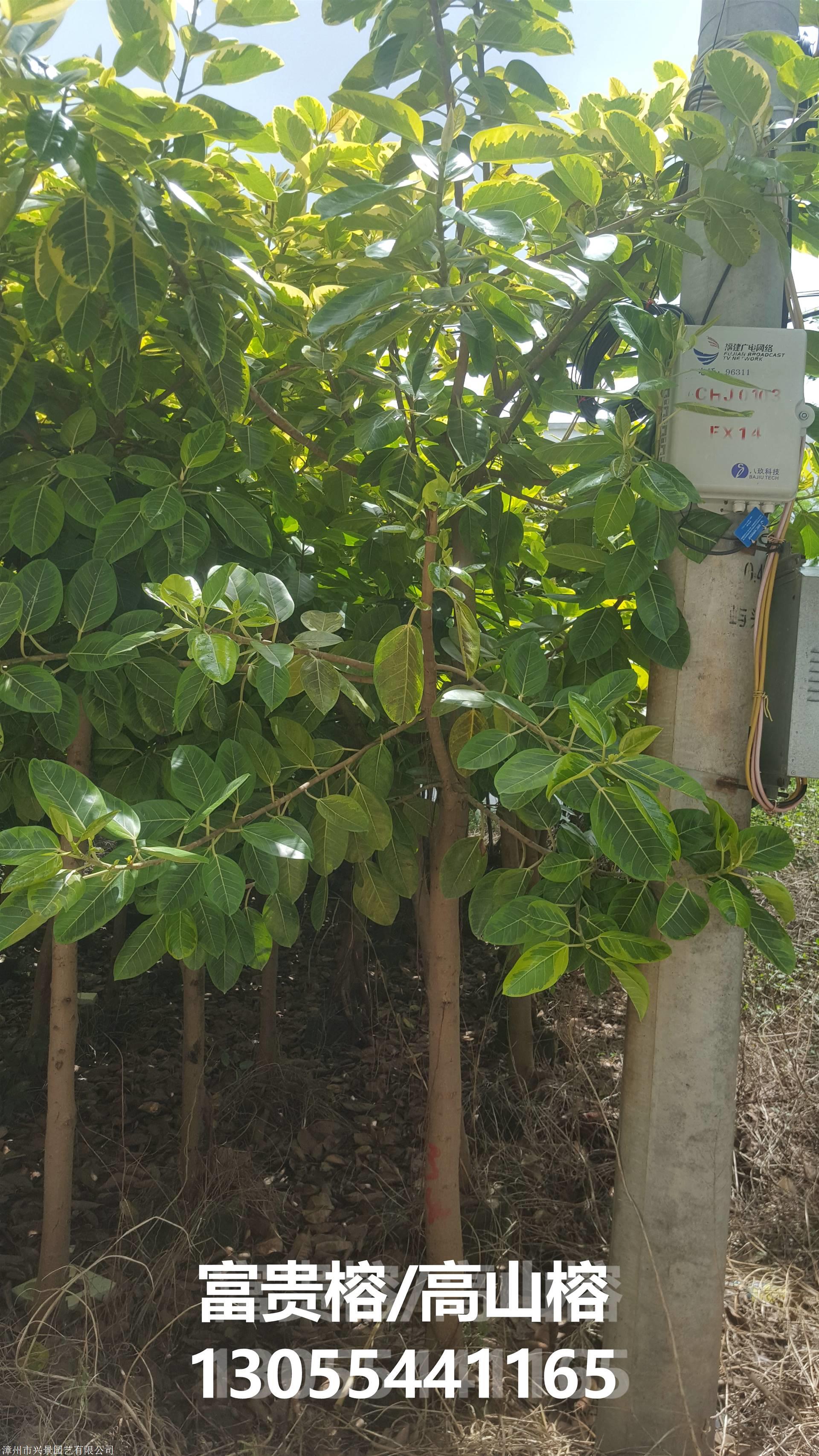 金边高山榕米径3/4/5/6/7/8/10/12公分,斑叶榕图片,热销江西赣州