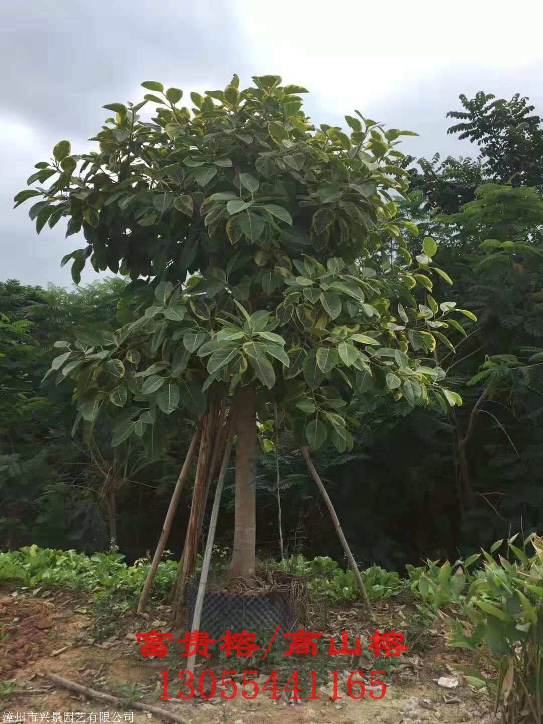 富貴榕圖片,花葉高山榕樹苗半冠,熱銷福建龍巖