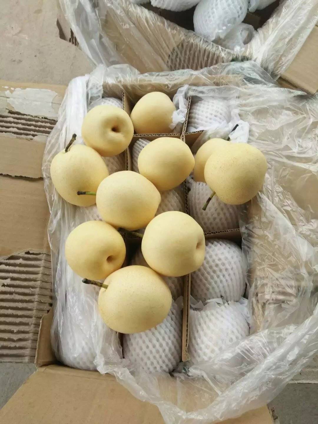 河北皇冠梨新果上市河北皇冠梨价格