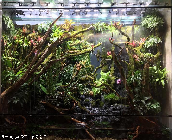 長沙雨林生態缸造景教程植來植趣