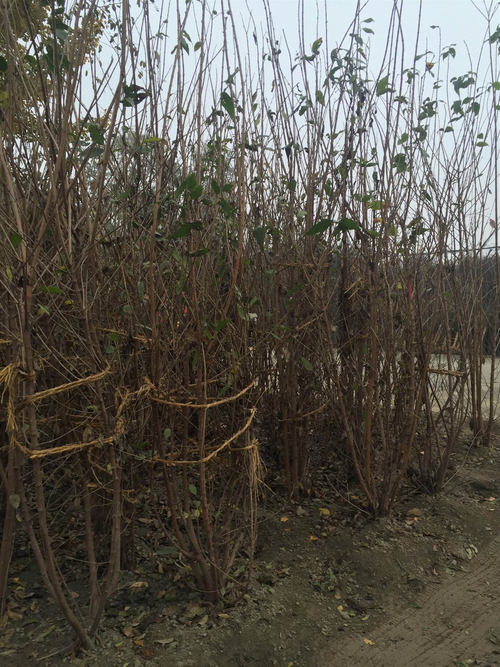 成都腊梅基地批发水生植物