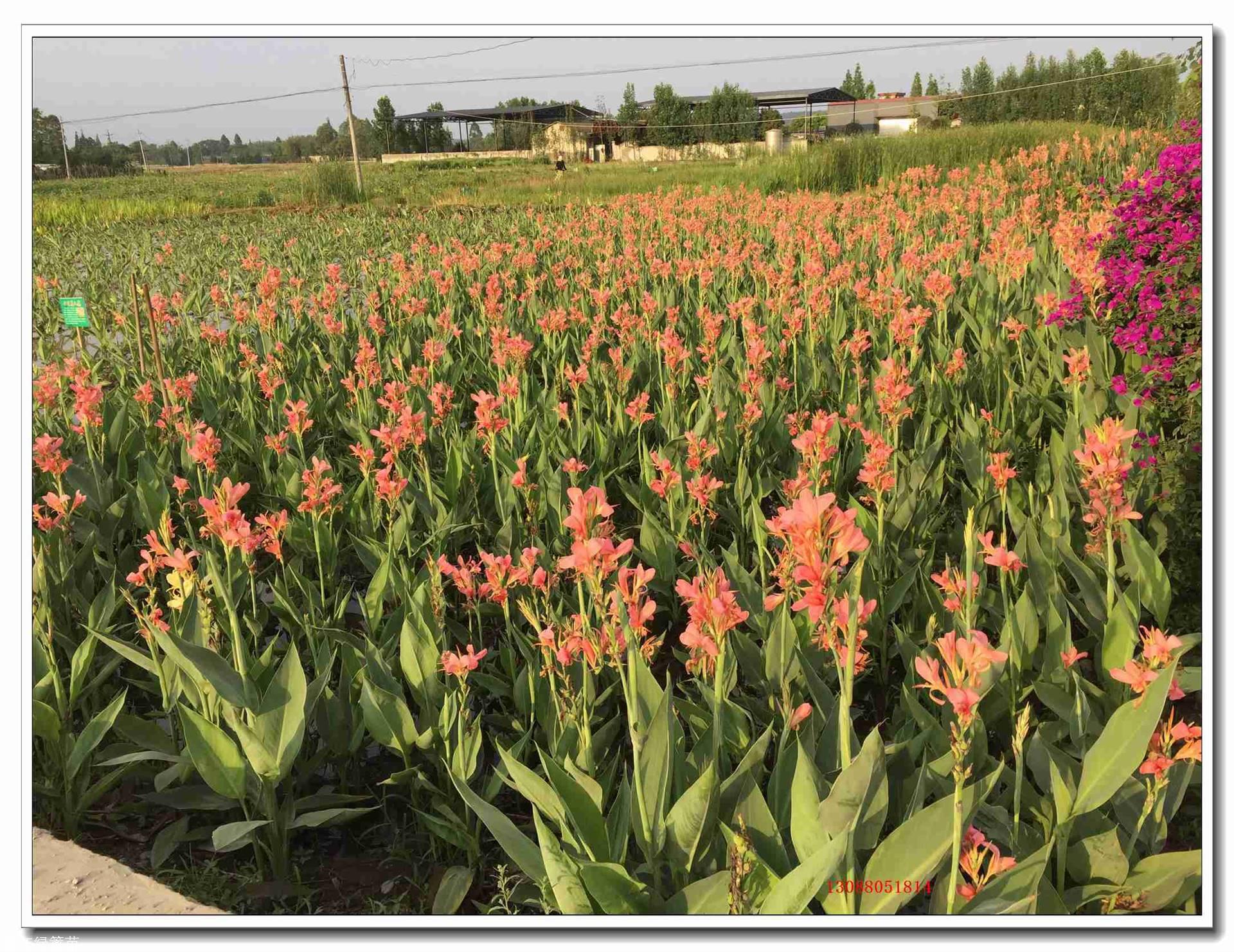 四川成都水生植物基地在哪裡