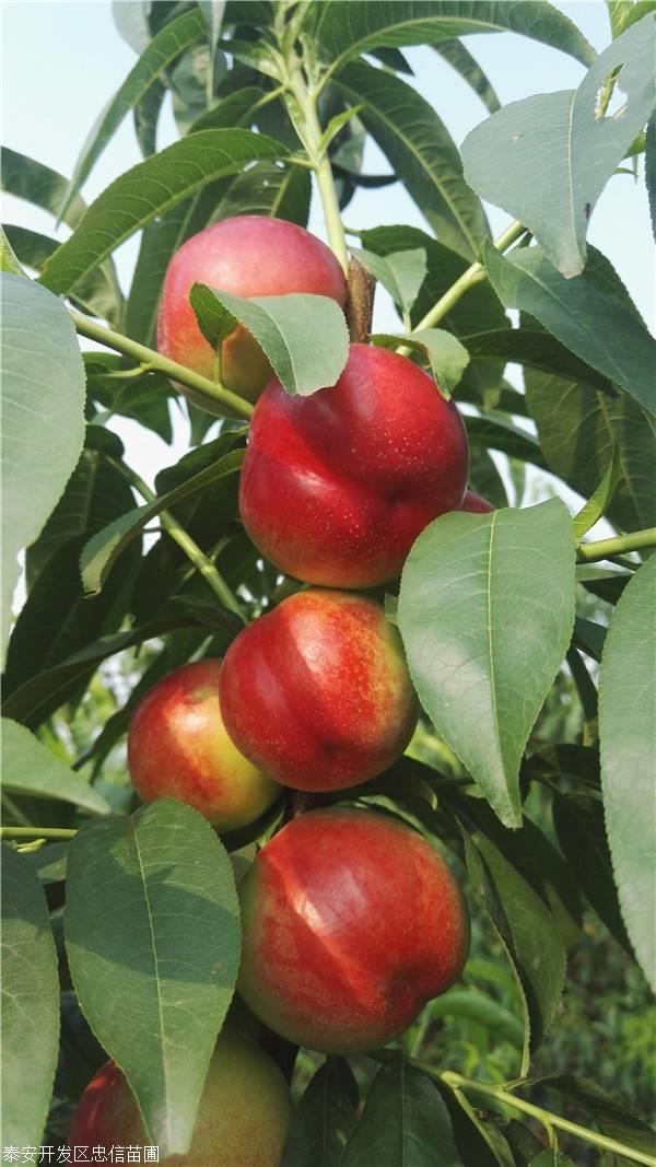 泰安中油20号油桃苗