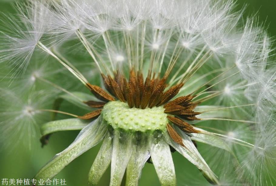 春季種植好品種大葉蒲公英種子