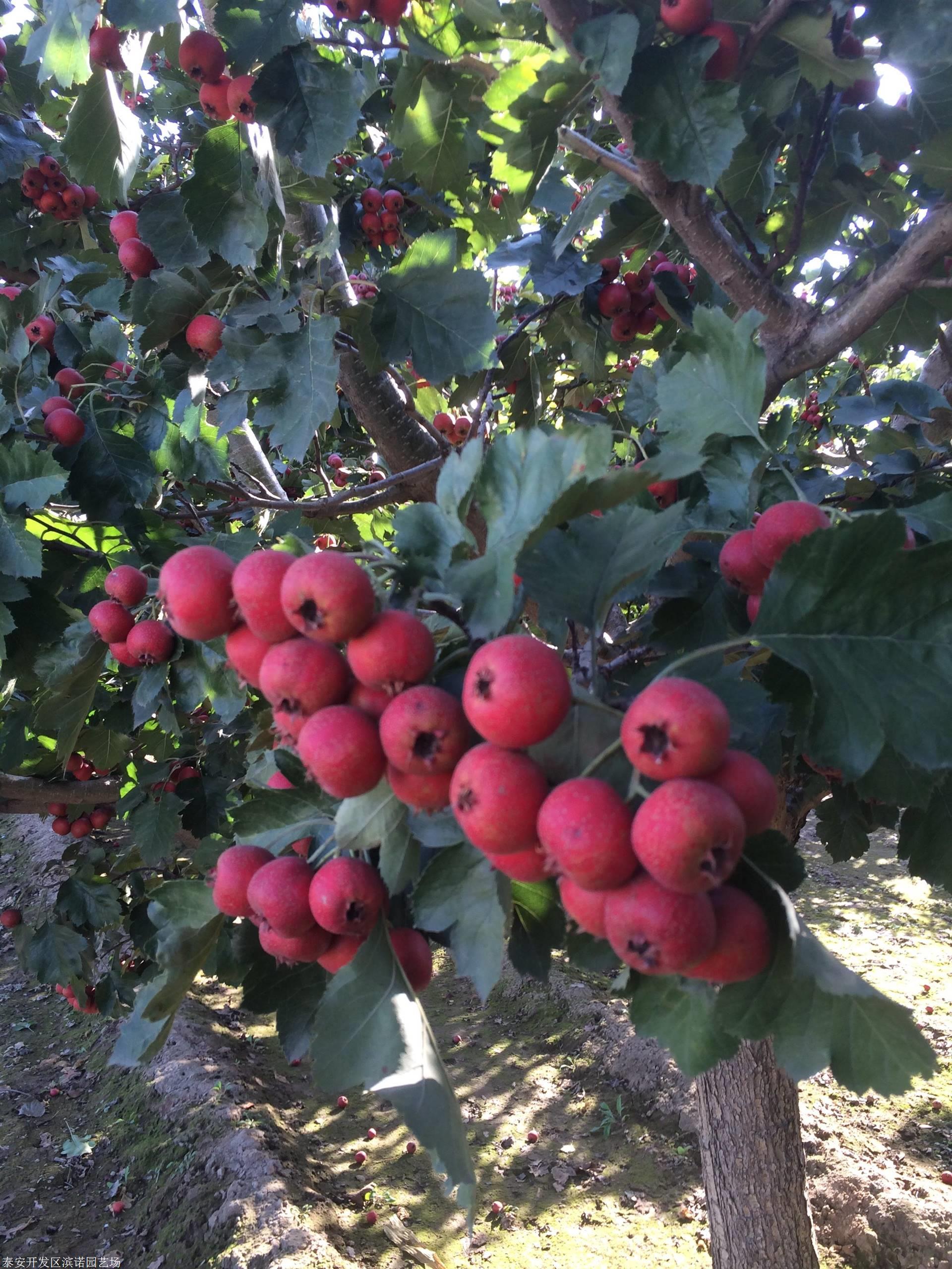 哪裡有賣甜紅子山楂苗 甜紅子山楂苗一棵多