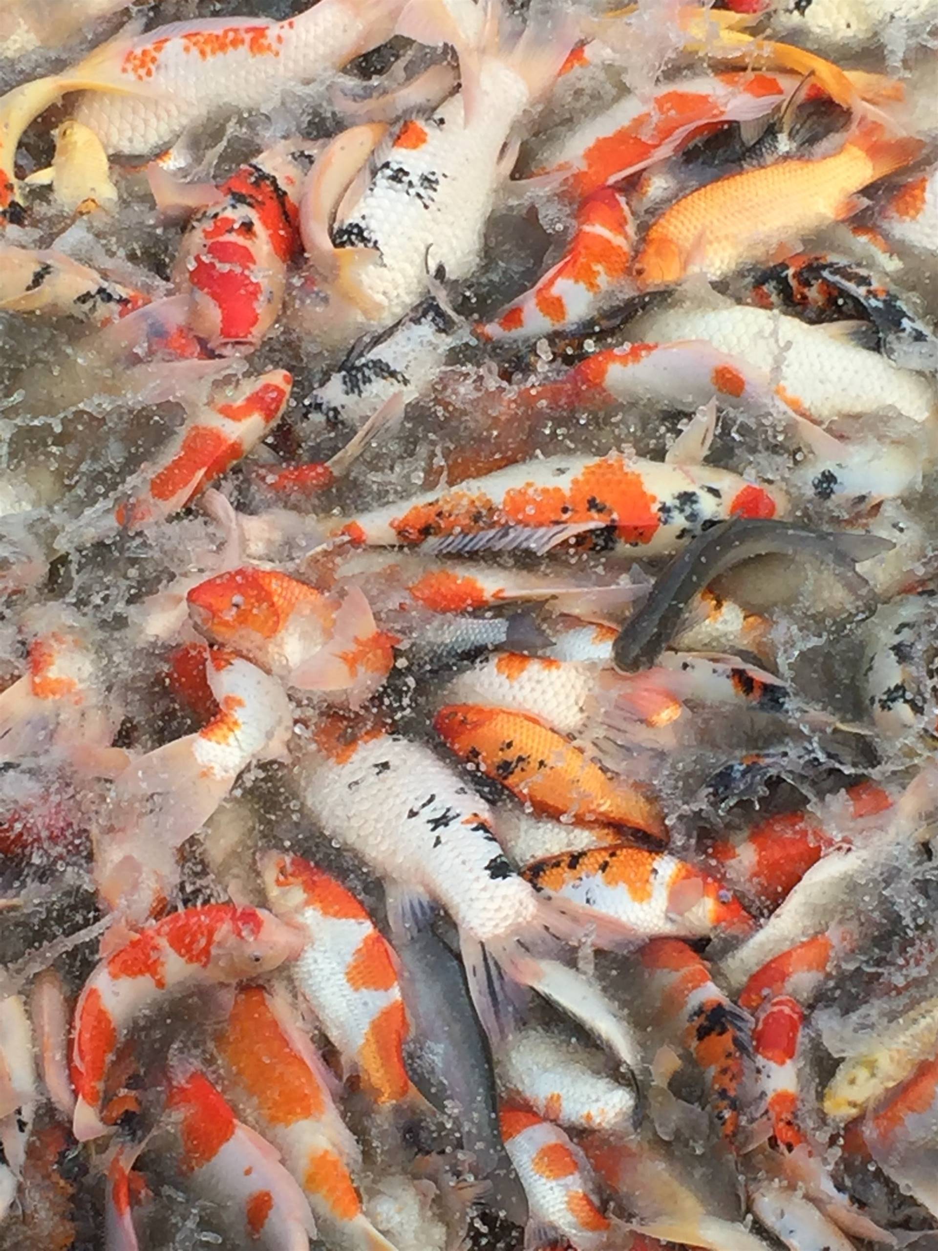 苏州渔乐日本锦鲤养殖场位于吴中区苏福路1399号采香泾花木市场b047