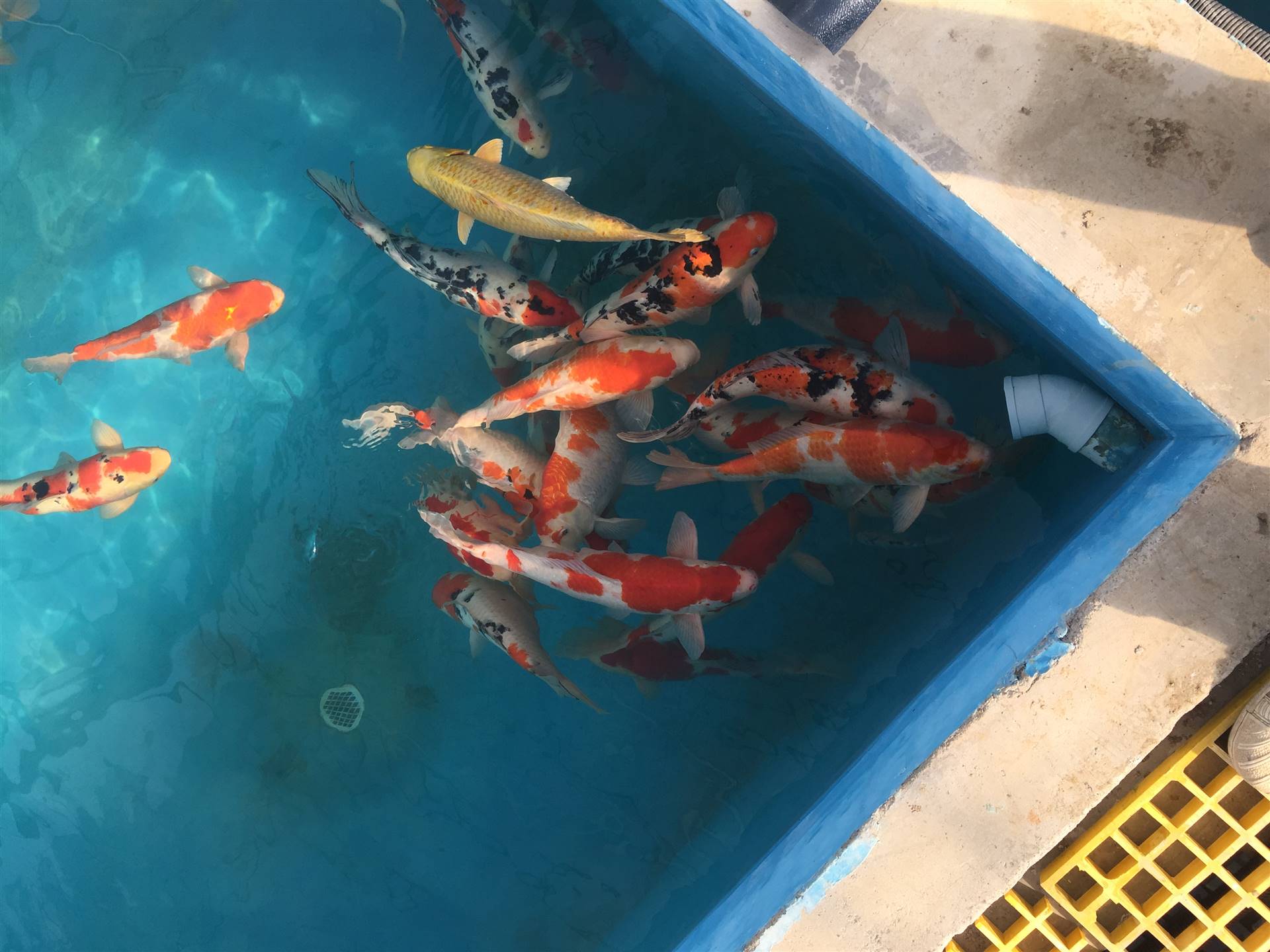 日本錦鯉魚養殖場