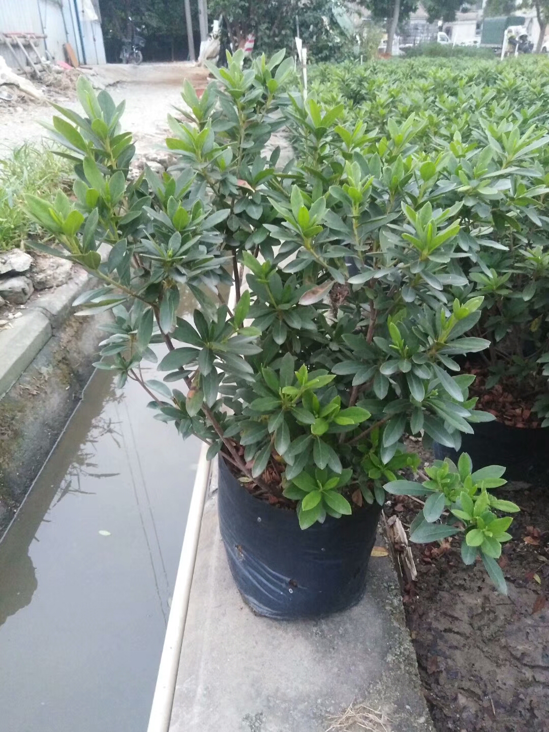 首頁 苗木 常綠灌木 杜鵑 >耐寒植物毛杜鵑庭院綠植批發 收藏寶貝