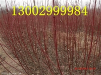红瑞木批发 新疆 西藏 北京 山西哪里有红瑞木卖 红瑞木价格