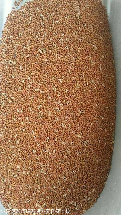 还有多种草坪牧草种子,花卉苗木种子:构树种子,紫穗槐种子,紫薇,紫荆